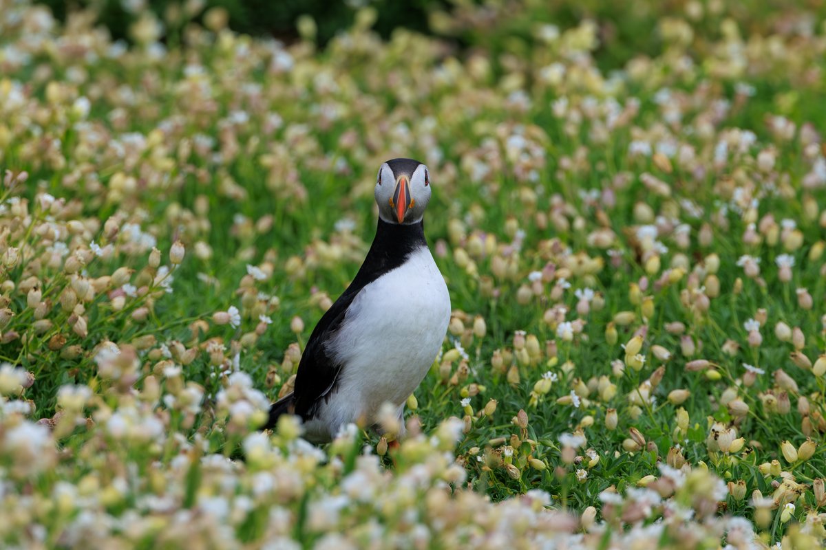 Atlantic Puffin