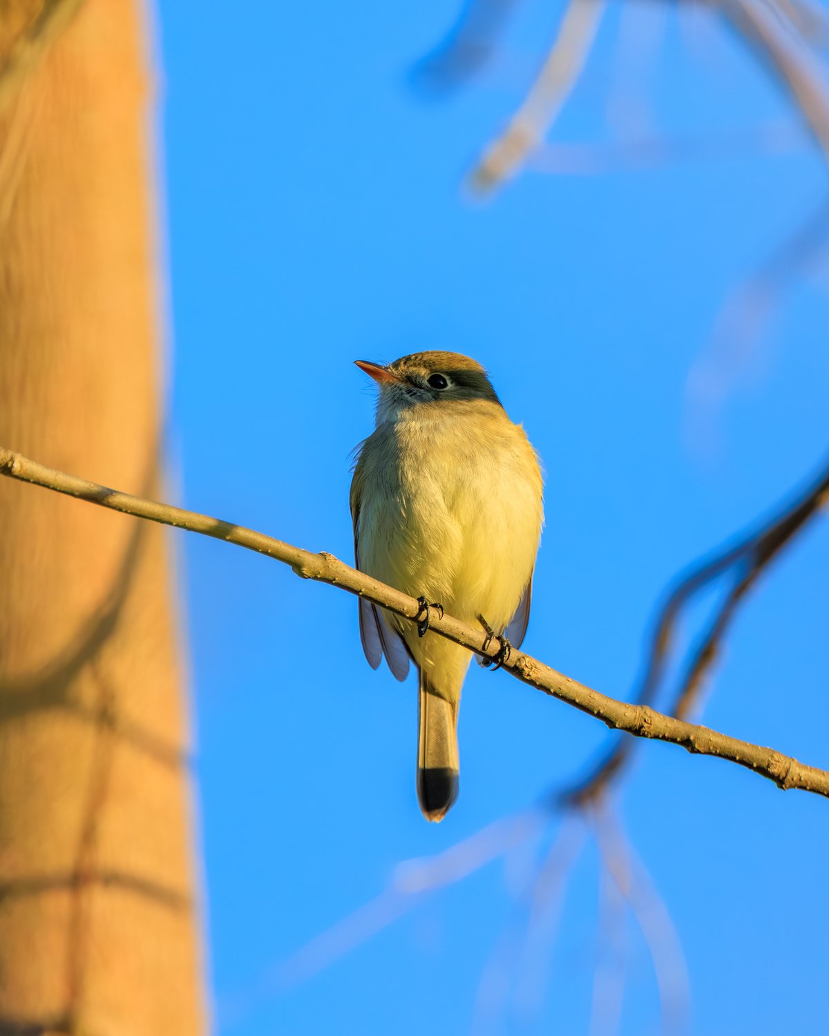 Least Flycatcher