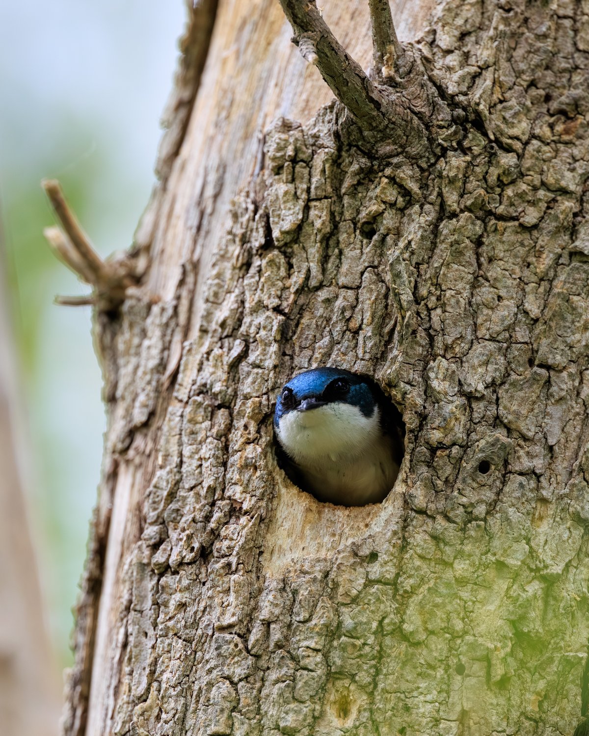 Tree Swallow