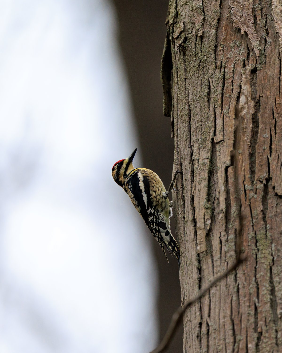 Yellow-bellied Sapsucker