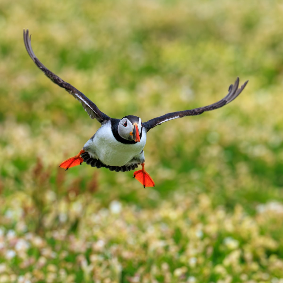Atlantic Puffin