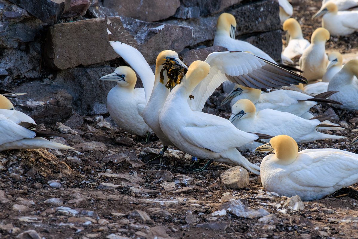 Northern Gannet