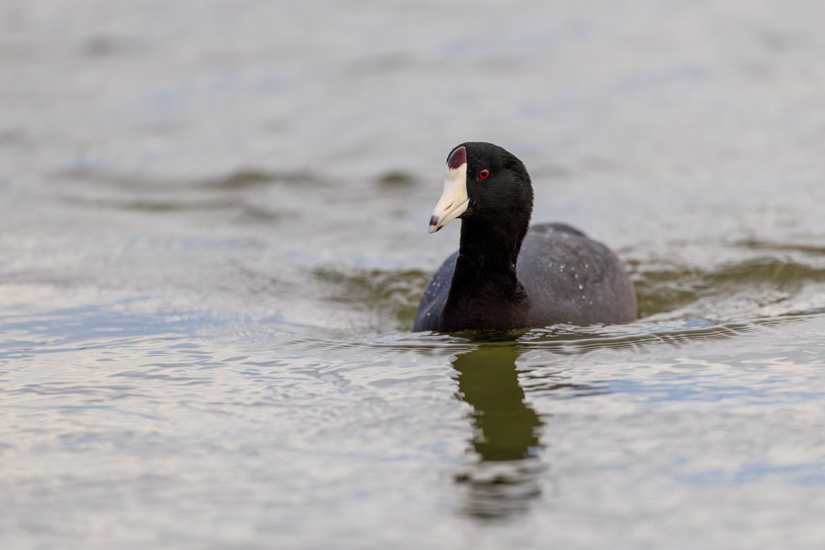 American Coot