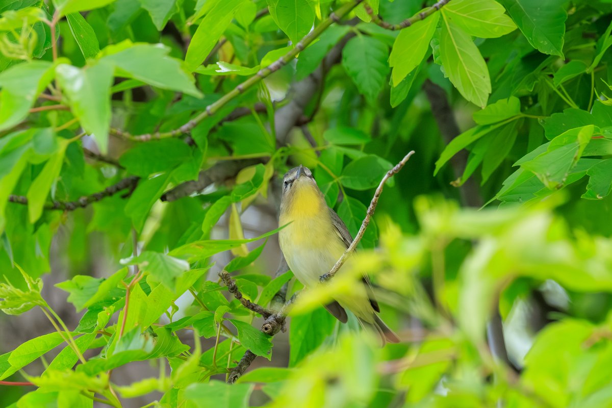Philadelphia Vireo