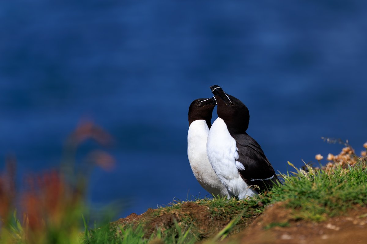 Razorbill