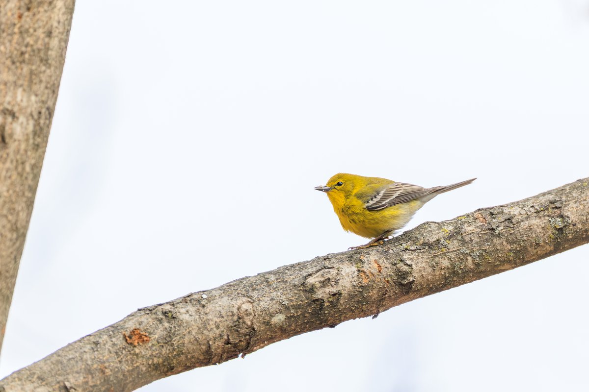 Pine Warbler