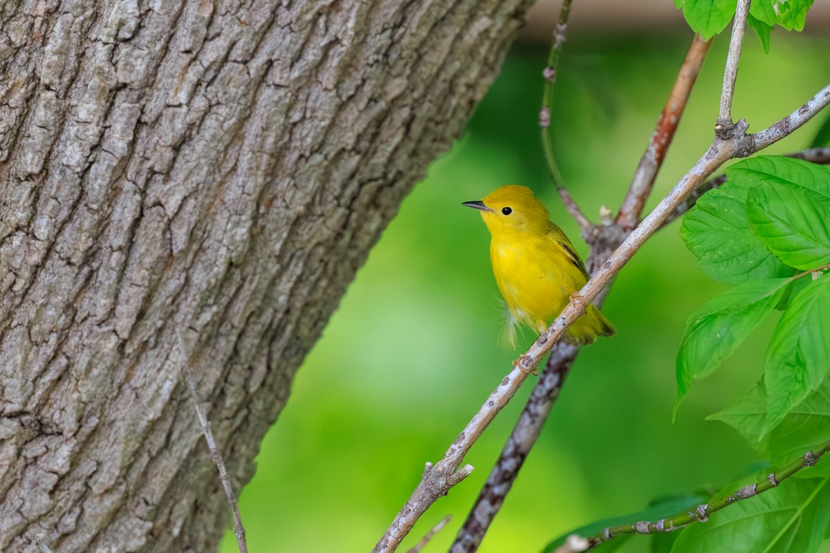 Northern Yellow Warbler