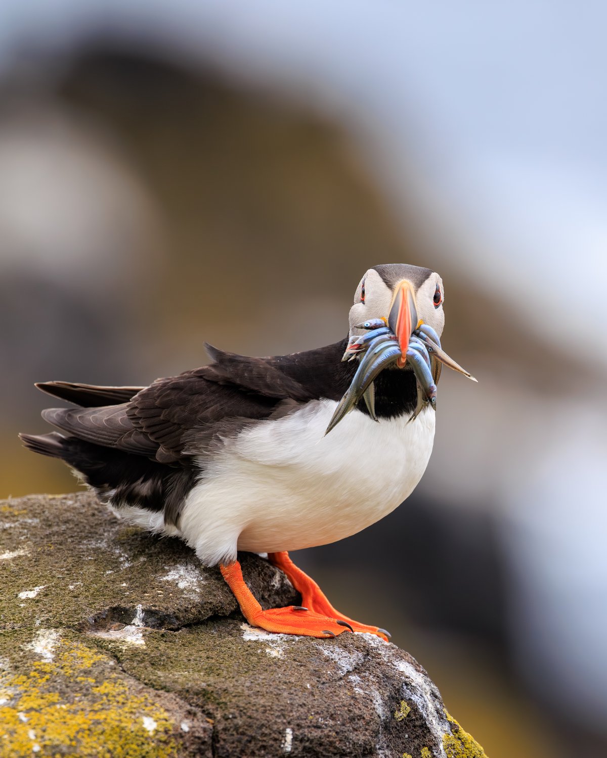 Atlantic Puffin