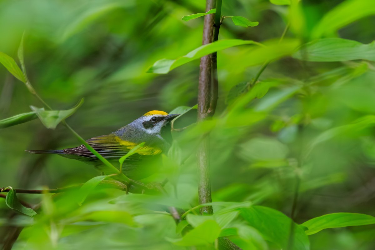 Chestnut-sided Warbler