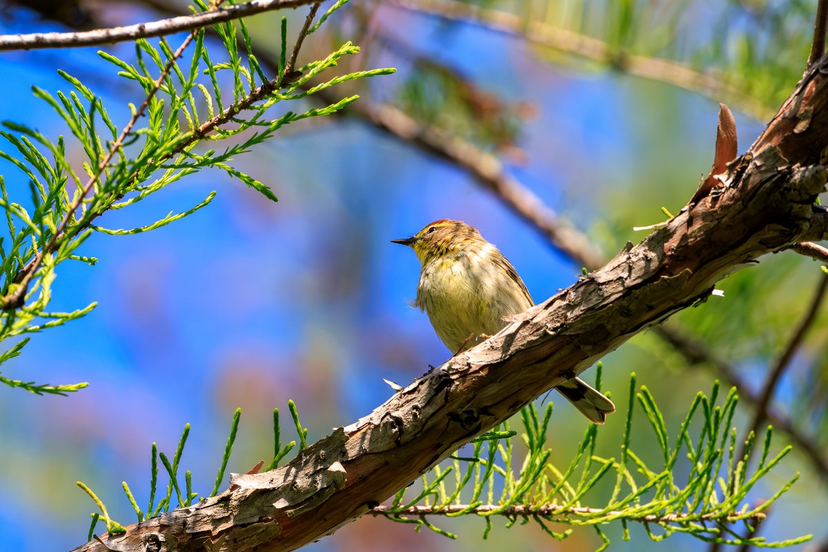 Palm Warbler