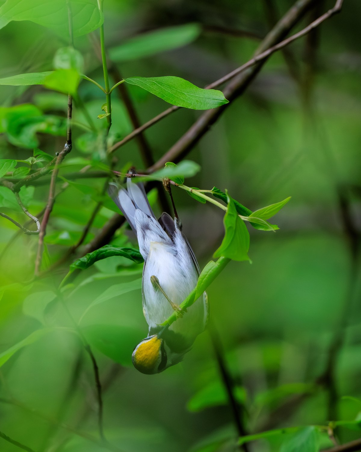 Golden-winged Warbler