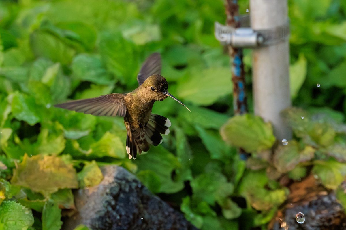 Anna's Hummingbird