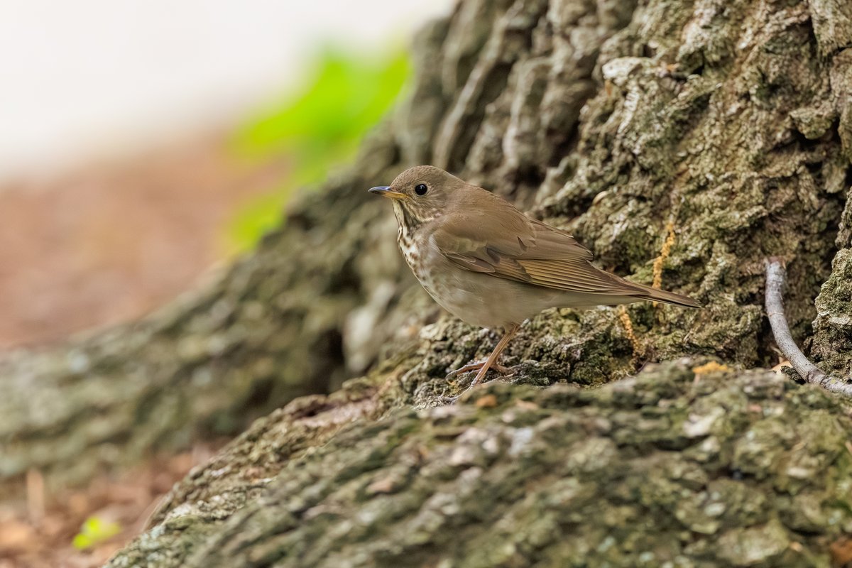 Gray-cheeked Thrush