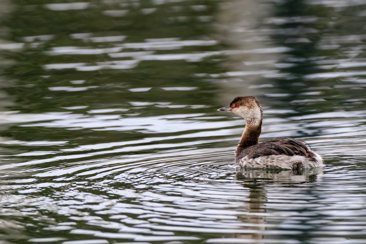Eared Grebe