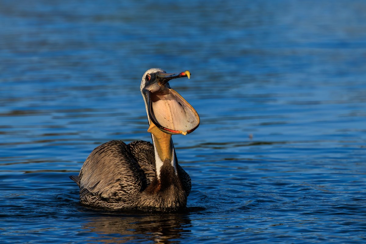 Brown Pelican