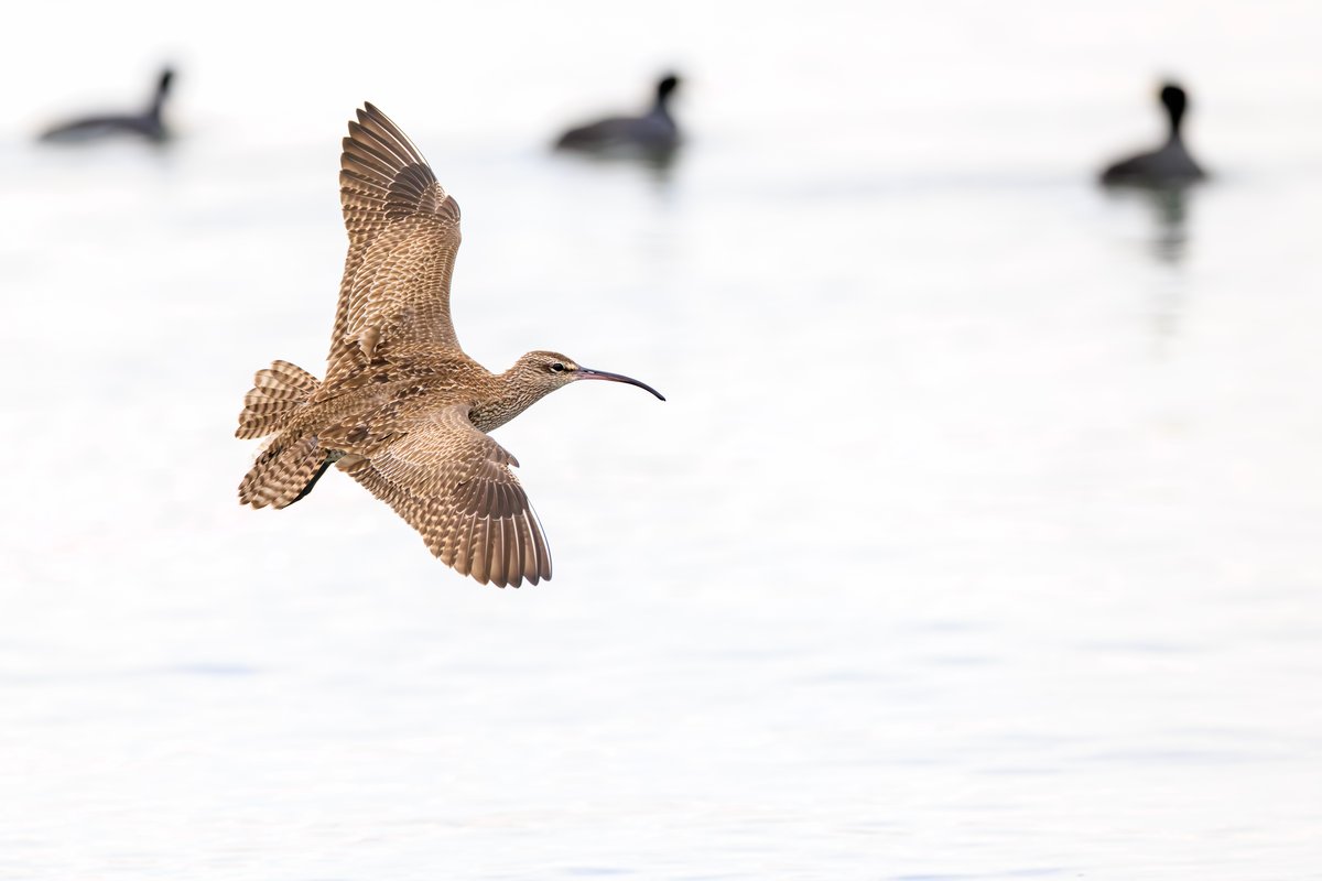 Hudsonian Whimbrel