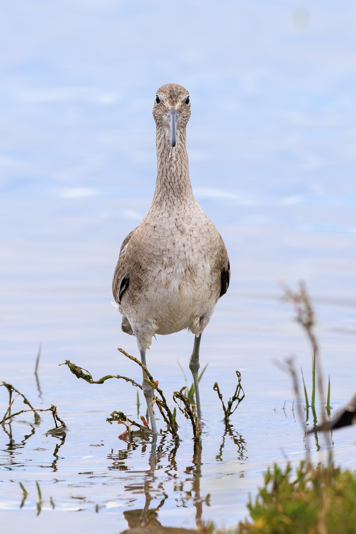 Willet