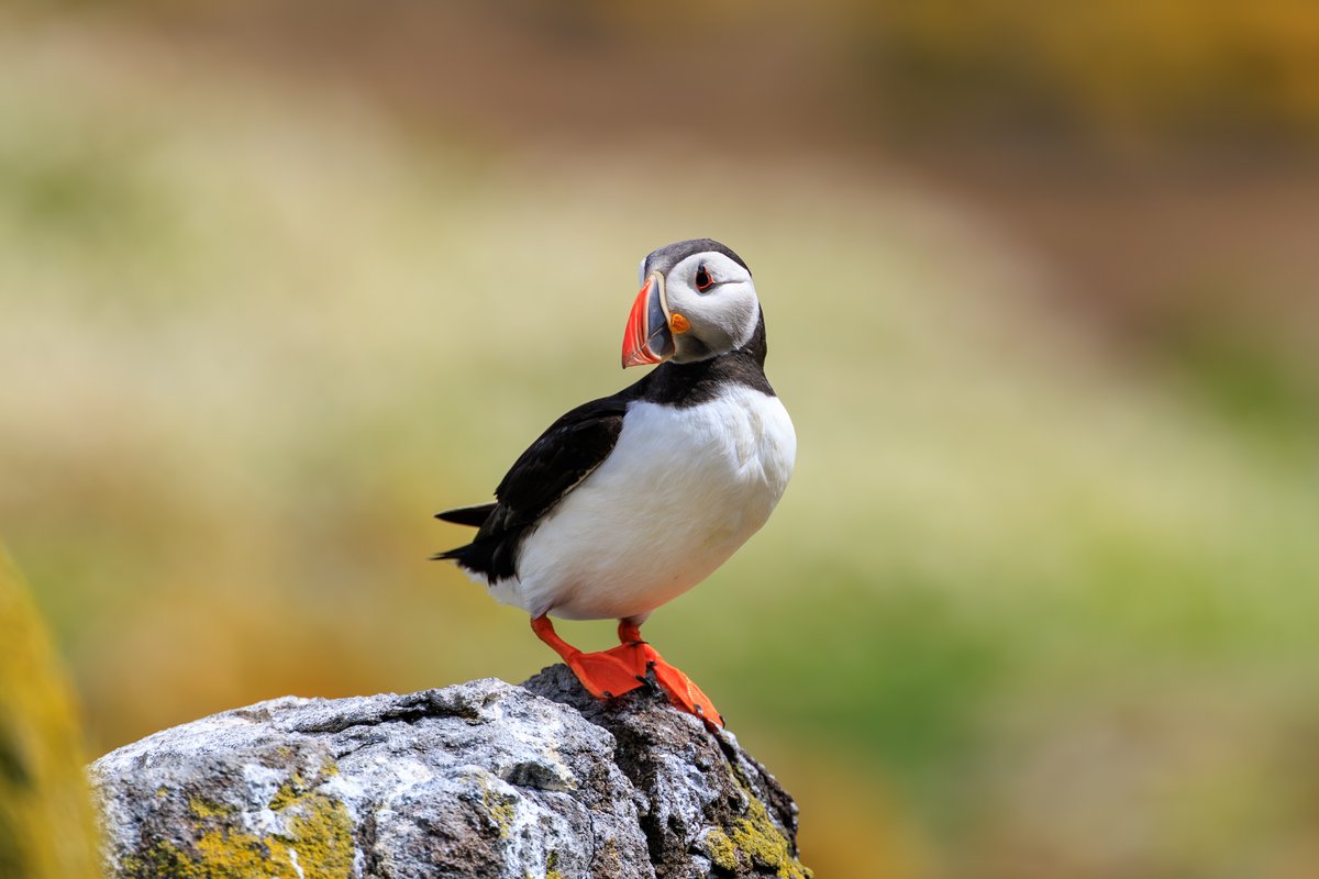 Atlantic Puffin