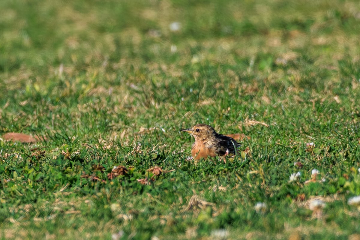 Red-throated Pipit