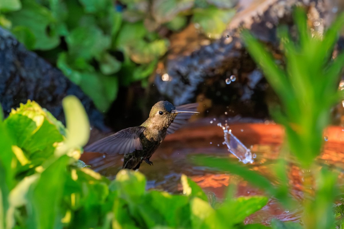 Anna's Hummingbird