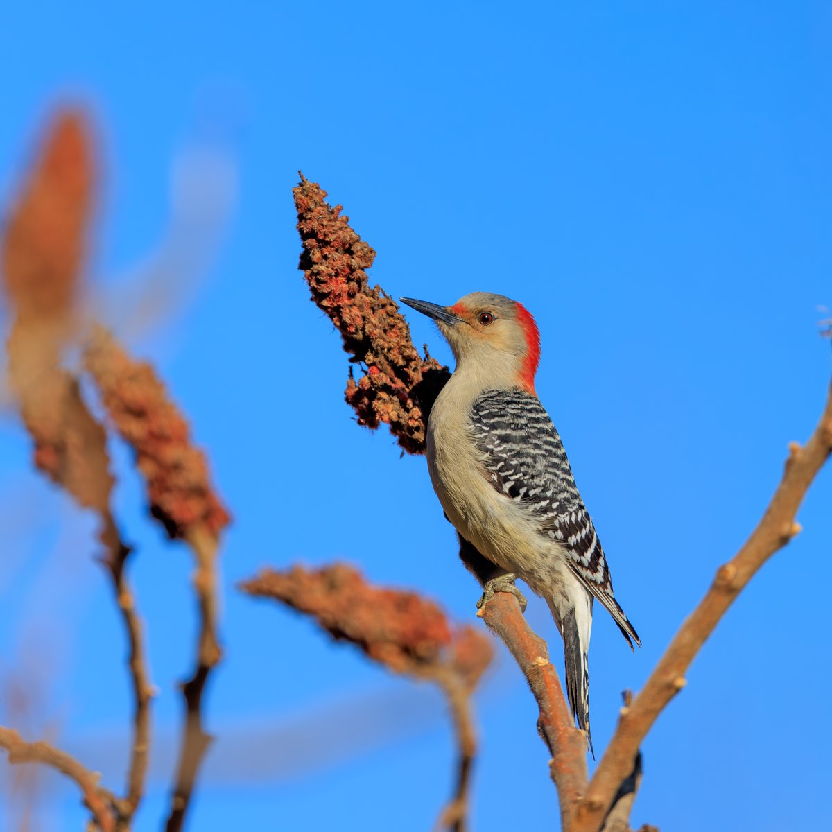 Red-bellied Woodpecker