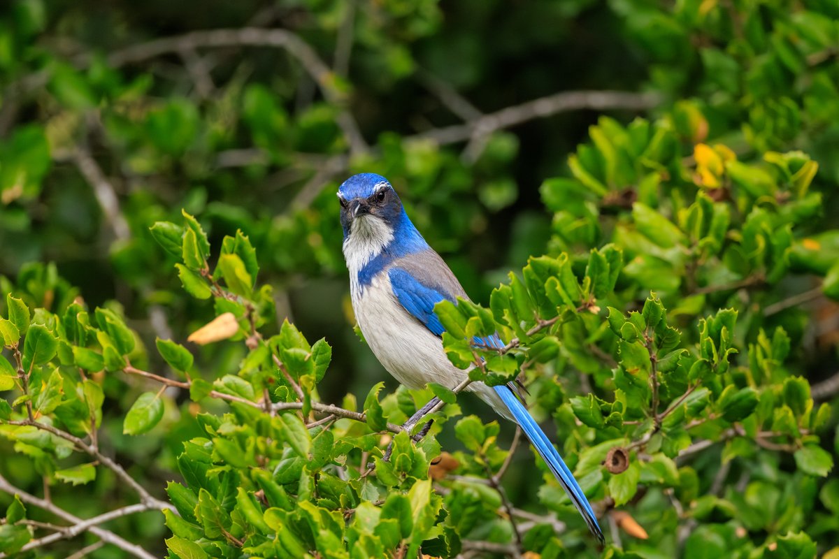 California Scrub-Jay