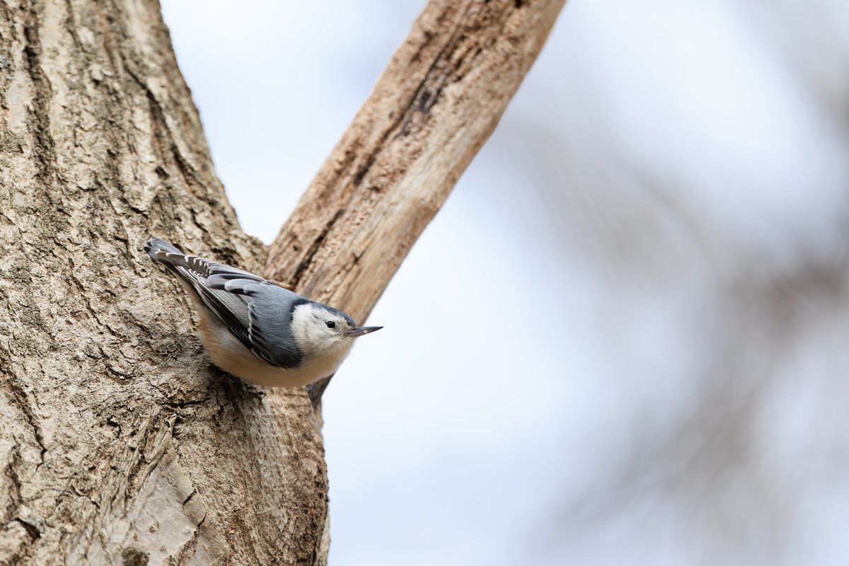White-breasted Nuthatch