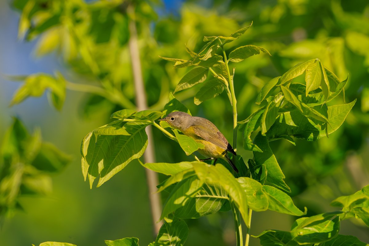 Nashville Warbler