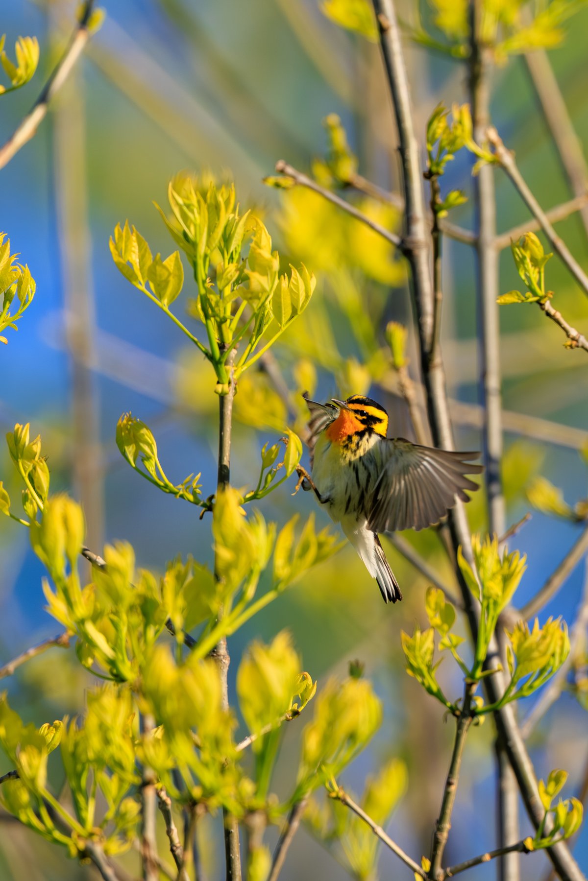Blackburnian Warbler