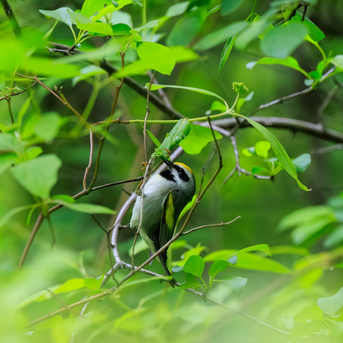 Golden-winged Warbler