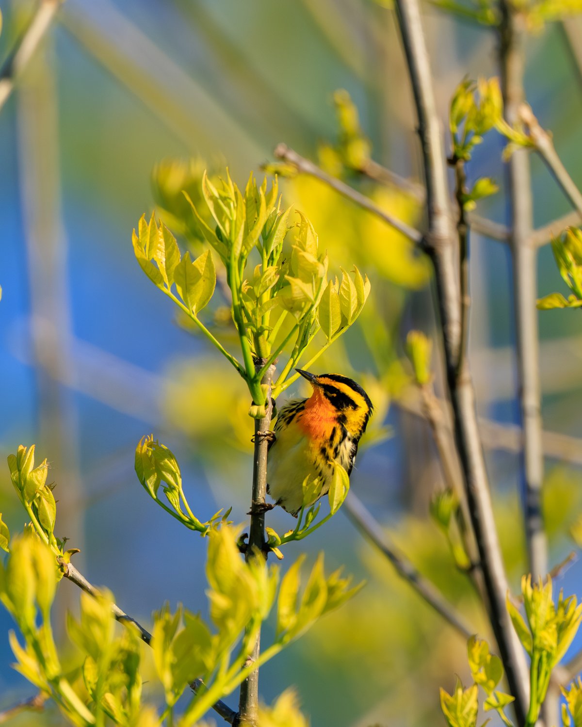 Blackburnian Warbler