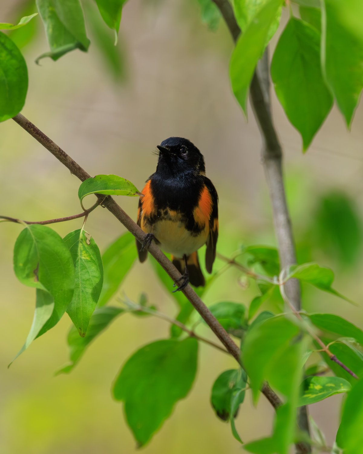 American Redstart