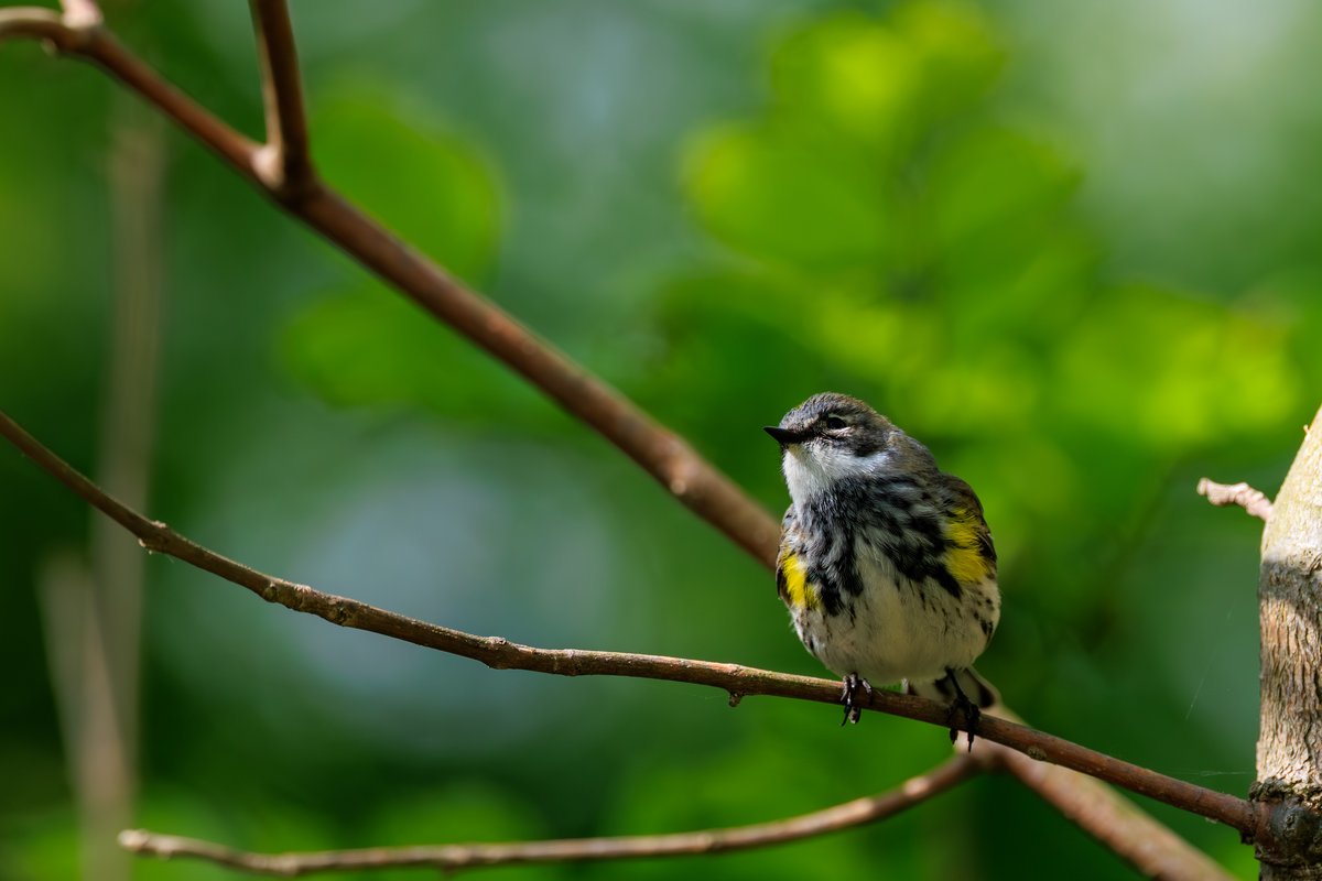 Yellow-rumped Warbler