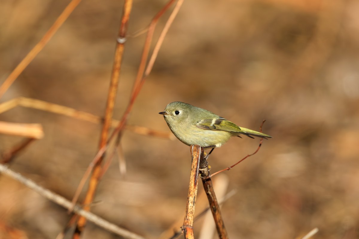 Ruby-crowned Kinglet