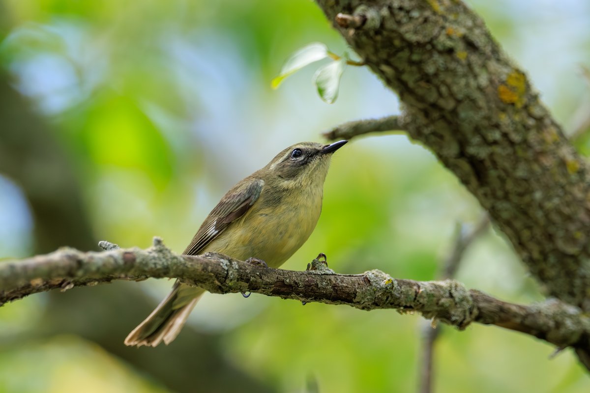 Black-throated Blue Warbler