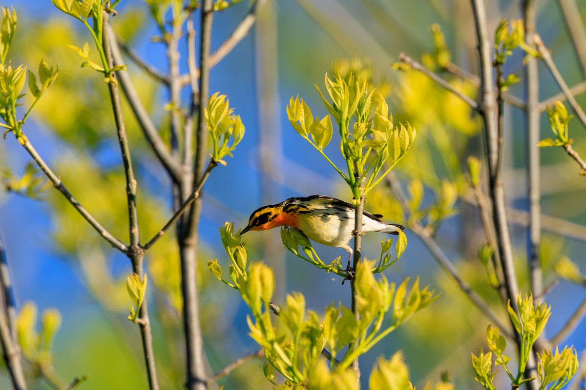Blackburnian Warbler