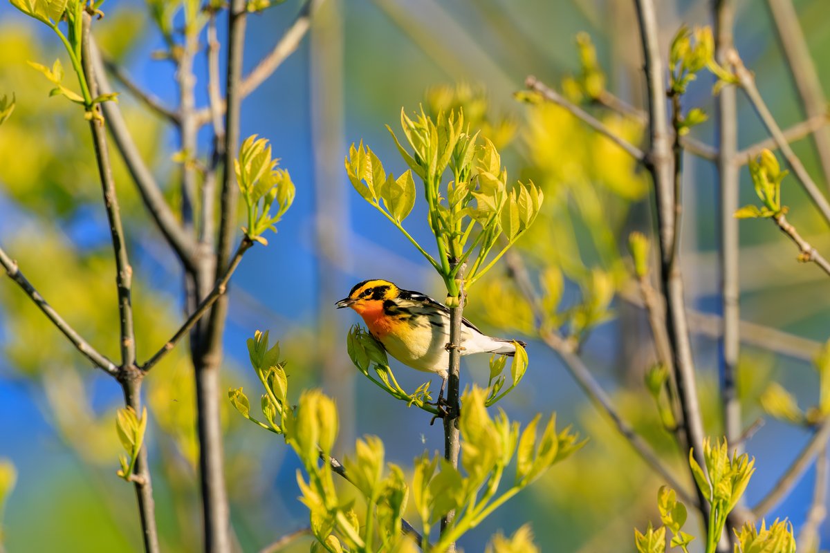 Blackburnian Warbler