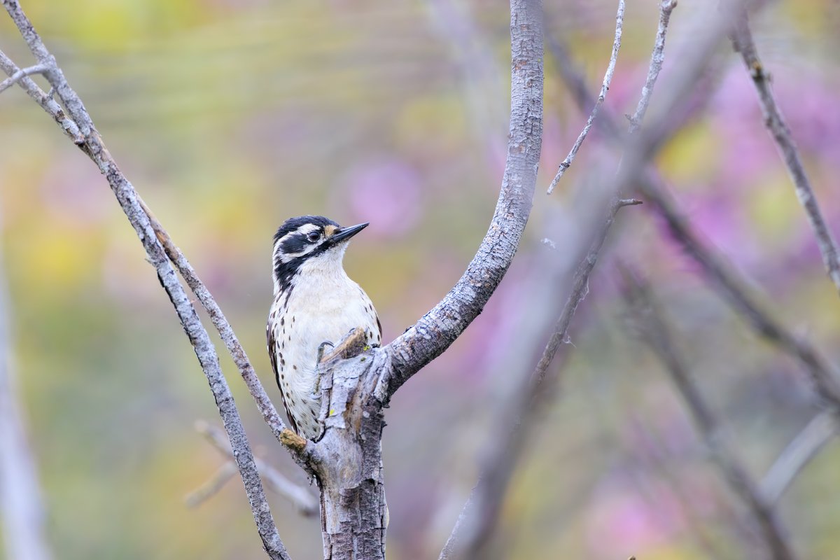 Nuttall's Woodpecker