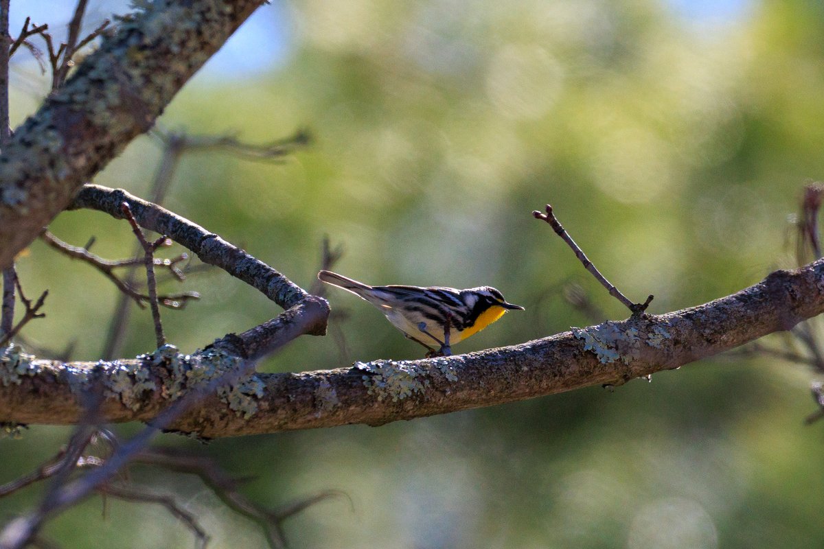 Yellow-throated Warbler