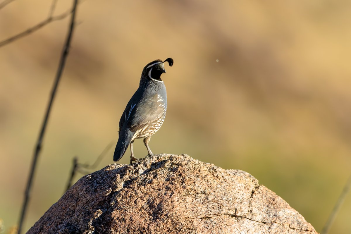 California Quail