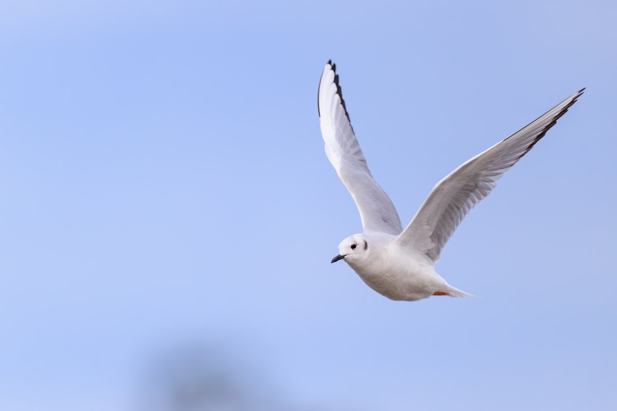 Bonaparte's Gull