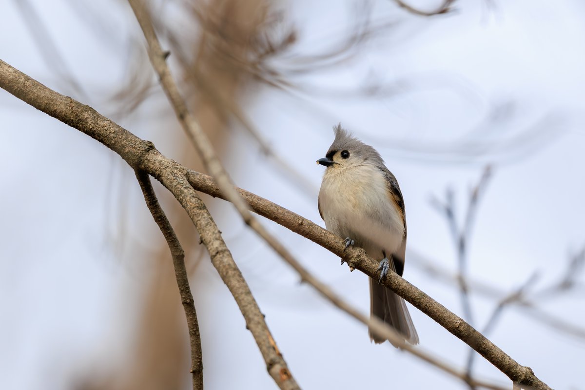 Tufted Titmouse