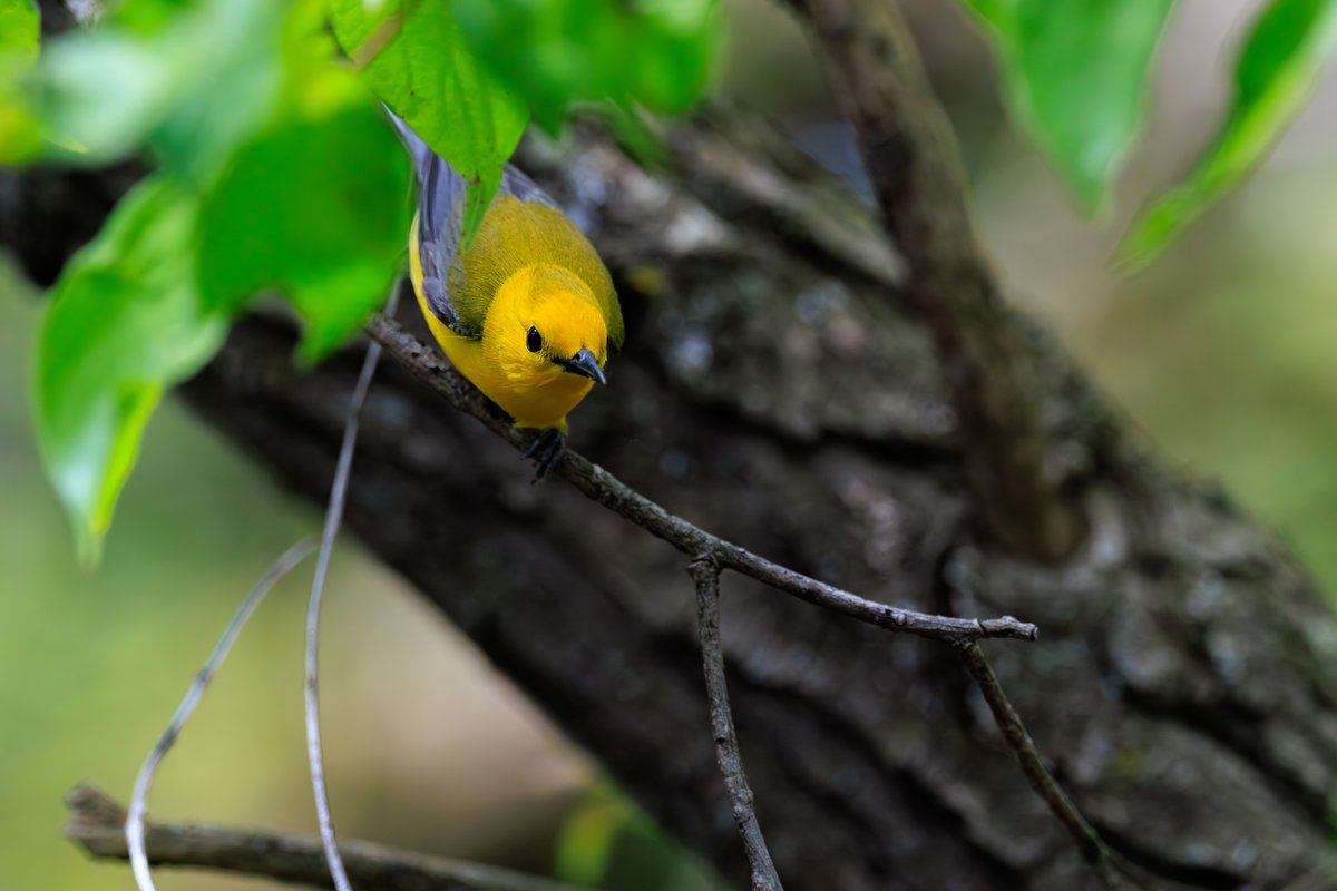 Prothonotary Warbler