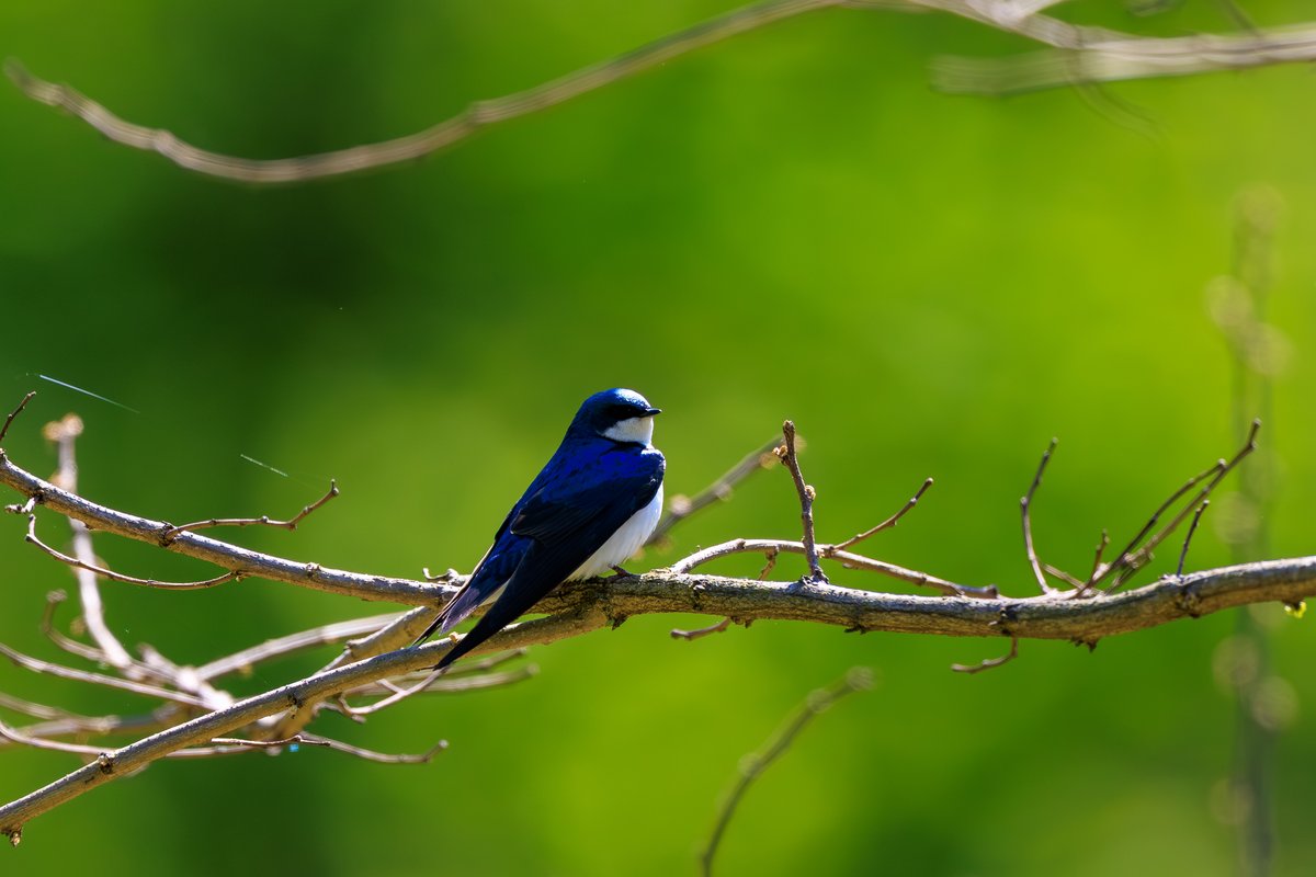 Tree Swallow