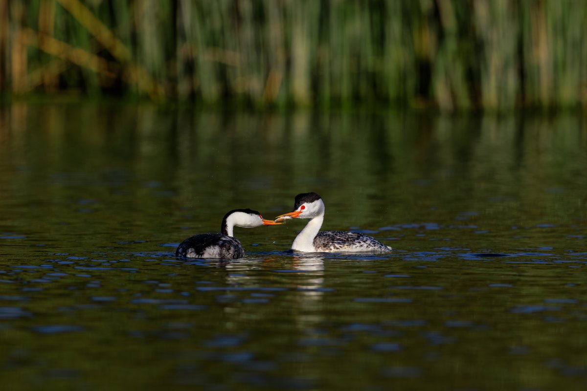 Clark's Grebe