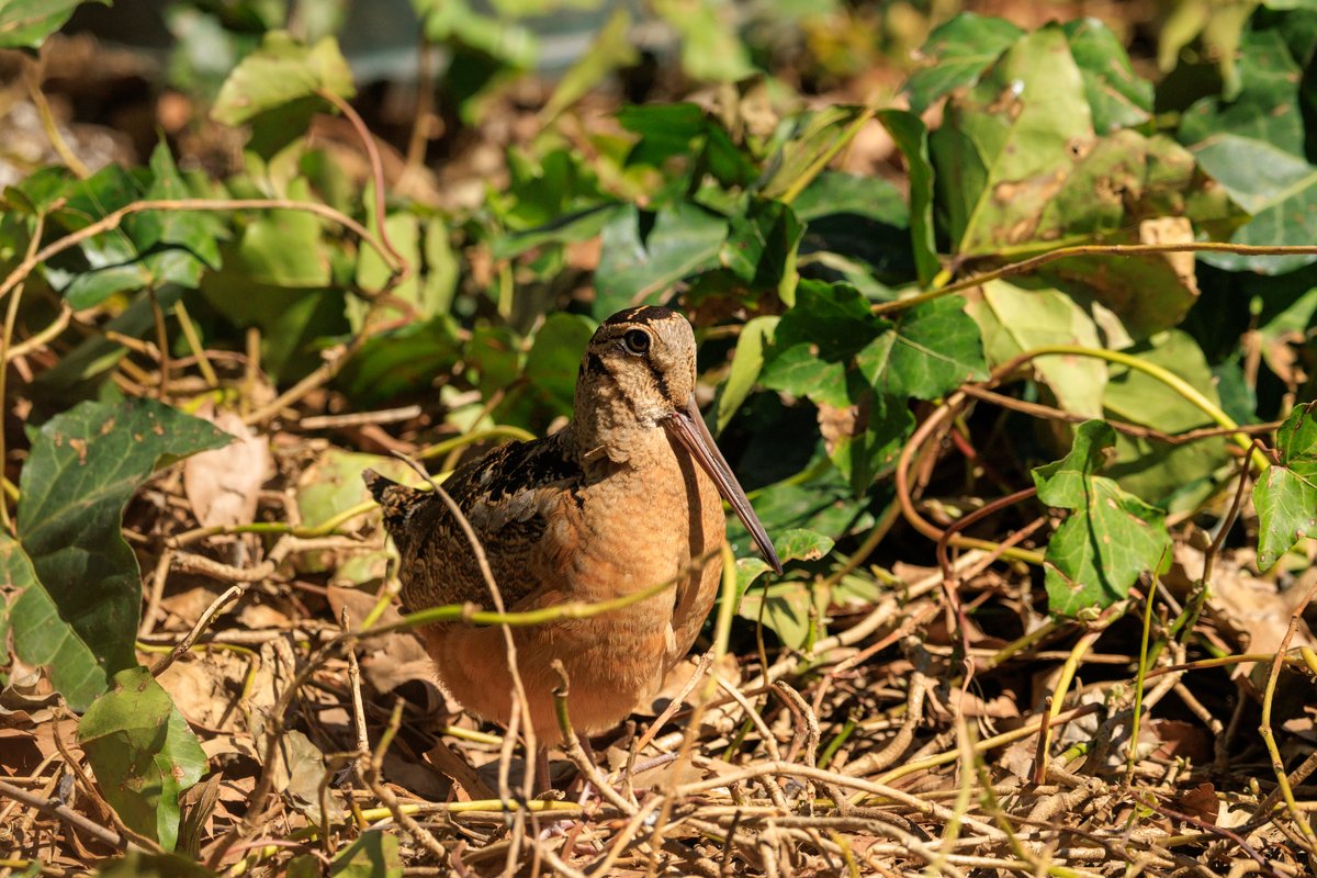 American Woodcock