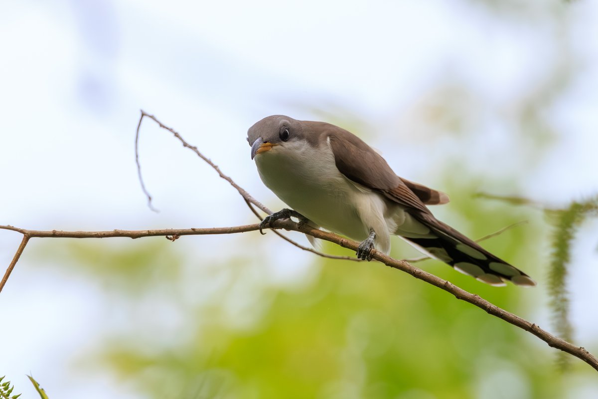 Yellow-billed Cuckoo