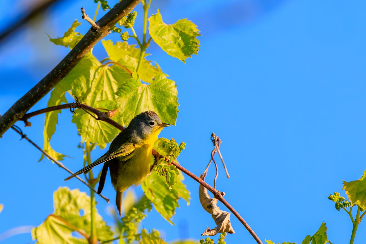 Nashville Warbler