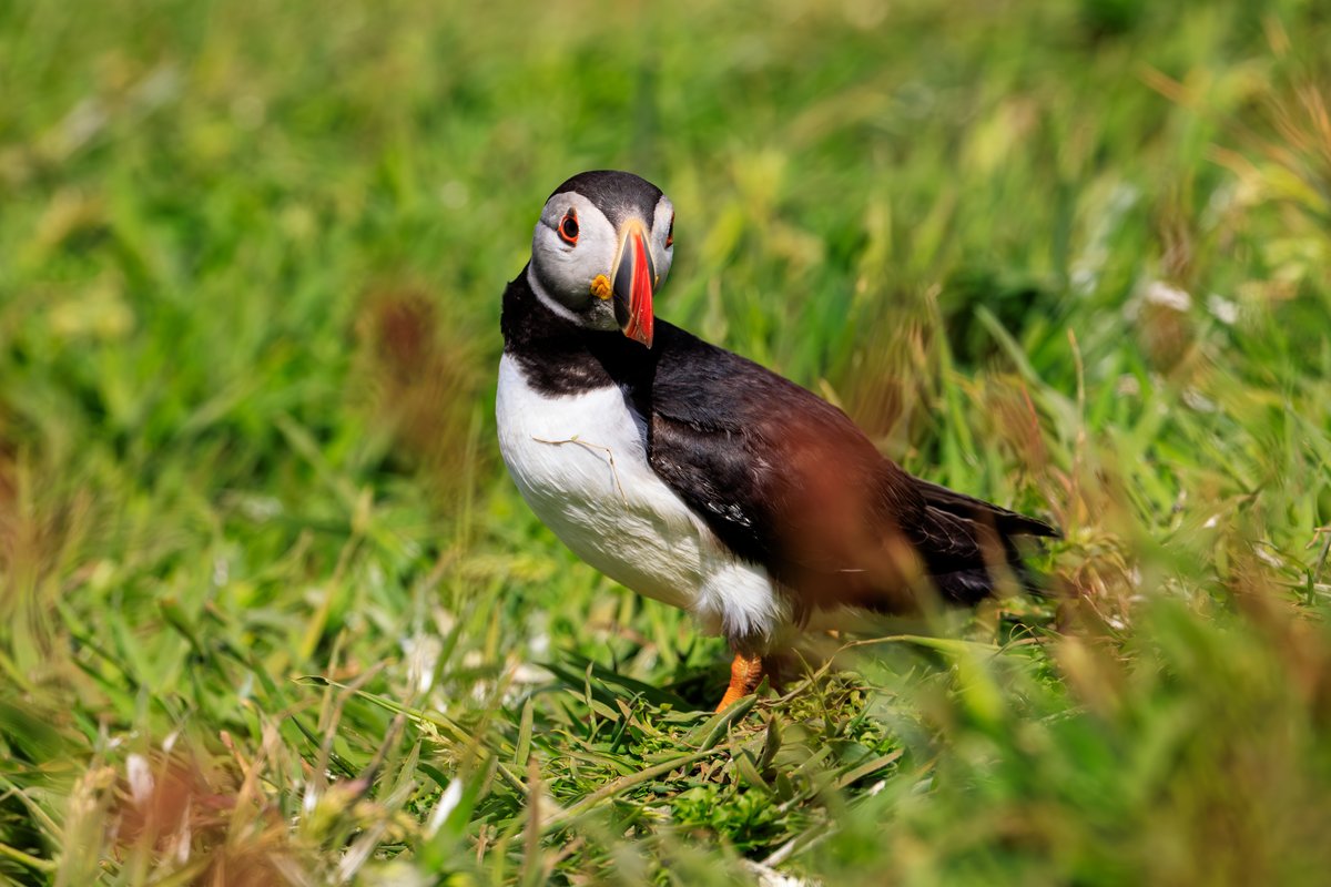 Atlantic Puffin
