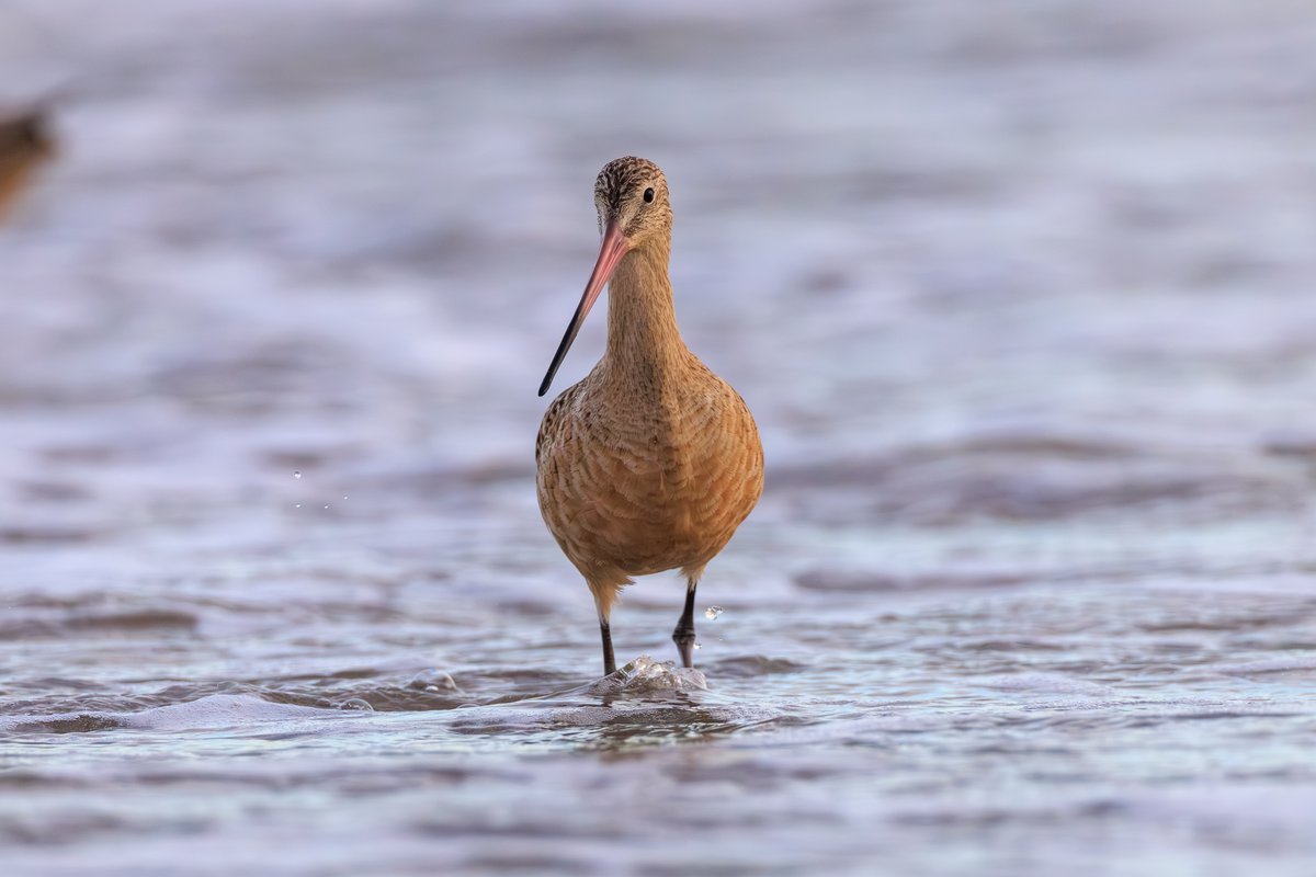 Marbled Godwit